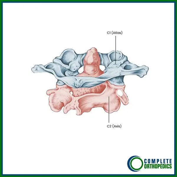 Articulación facetaria C1-C2 ilustrada