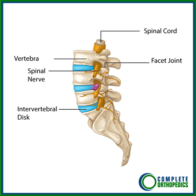 Intervertebral Disc Anatomy And Physiology