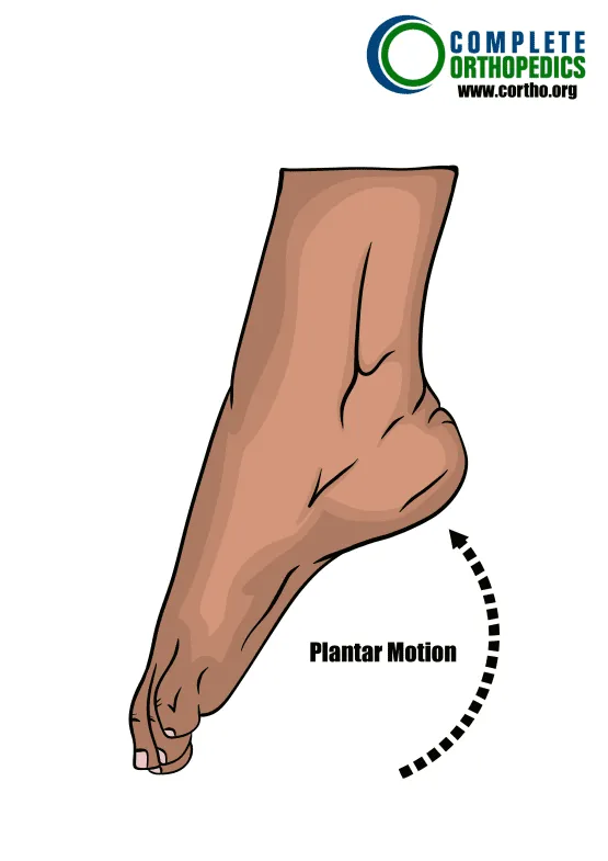 Plantar-Motion of ankle to evaluate loss of motion to calculate scheduled loss of use for workers compensation patien