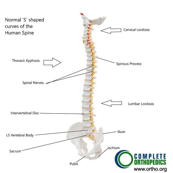 Natural curves in the human spine.
