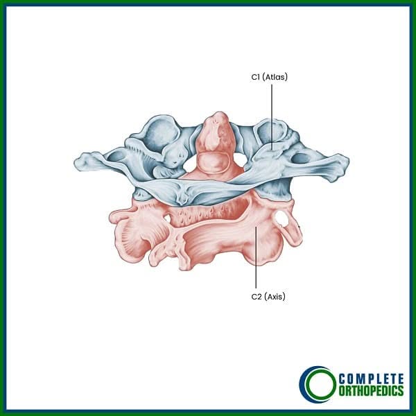 Articulación facetaria C1-C2 ilustrada